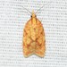Sparganothis Fruitworm Moth - Photo (c) Royal Tyler, some rights reserved (CC BY-NC-SA), uploaded by Royal Tyler