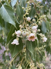 Brachychiton populneus