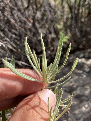 parsnipflower buckwheat