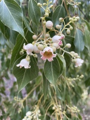 Brachychiton populneus