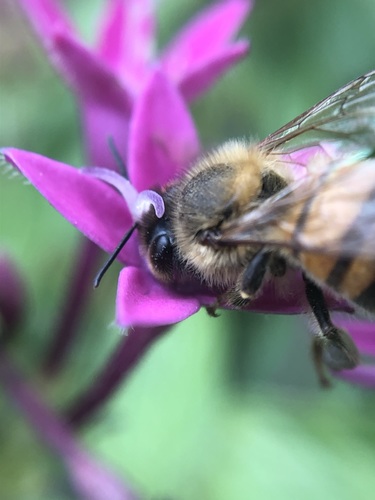 photo of Western Honey Bee (Apis mellifera)