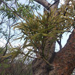 Phoradendron carneum