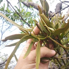 Phoradendron carneum