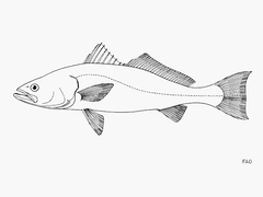 Gulf Corvina photo 1