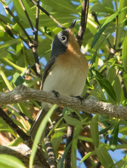 Myiagra ruficollis