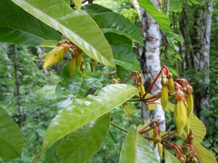 Odontadenia semidigyna