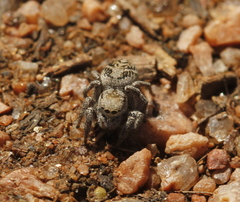 Habronattus cuspidatus