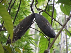 Odontadenia semidigyna