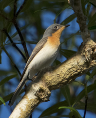 Myiagra ruficollis
