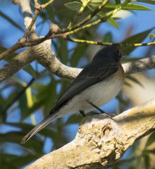 Myiagra ruficollis