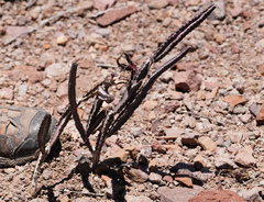 Peniocereus greggii greggii
