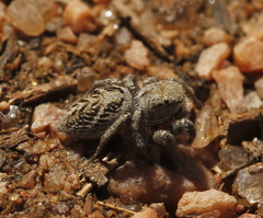 Habronattus cuspidatus