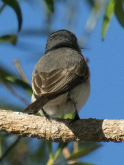 Myiagra ruficollis