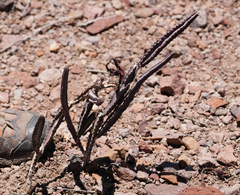 Peniocereus greggii greggii