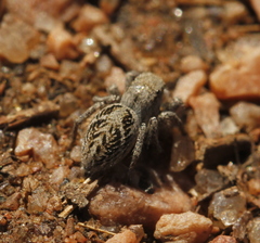 Habronattus cuspidatus