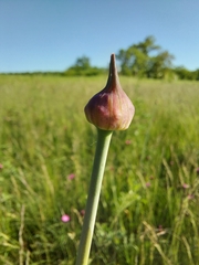 Allium