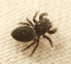 Phidippus olympus