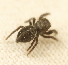 Phidippus olympus