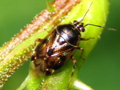 Deraeocoris pulchellus