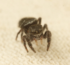Phidippus olympus