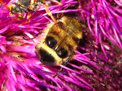Lasiotrichius succinctus