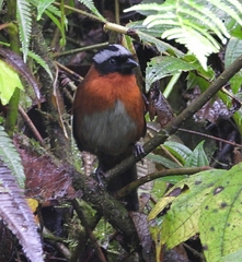 Oreothraupis arremonops