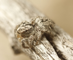 Habronattus hirsutus