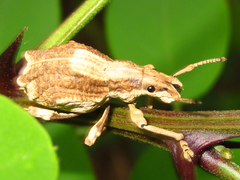 Episomus turritus