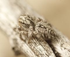 Habronattus hirsutus