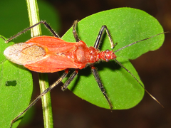 Cutocoris russatus