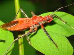 Cutocoris russatus