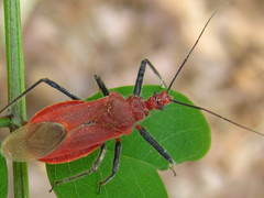 Cutocoris russatus