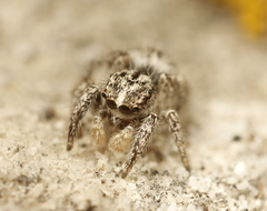 Habronattus hirsutus