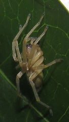 Miturgidae