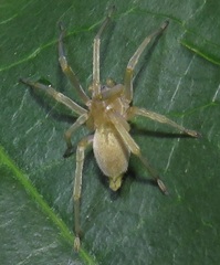 Miturgidae