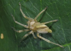 Miturgidae