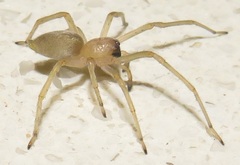 Miturgidae