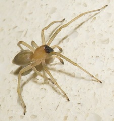 Miturgidae