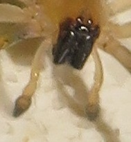 Miturgidae
