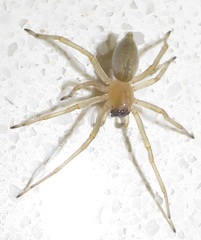 Miturgidae
