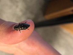 Buprestinae