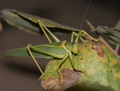 Terpandrus
