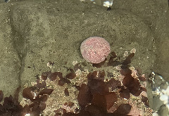 Acmaea