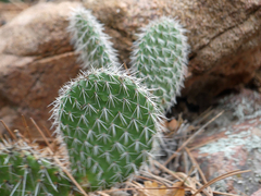 Opuntia trichophora