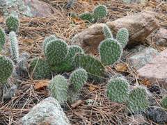 Opuntia trichophora