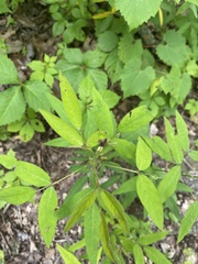 Orbexilum pedunculatum