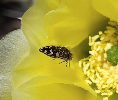 Acmaeodera hepburnii