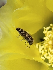 Acmaeodera hepburnii
