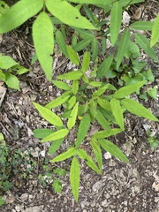 Orbexilum pedunculatum