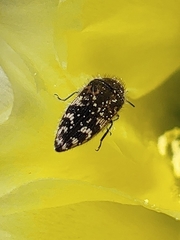 Acmaeodera hepburnii